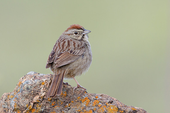 Rufous-crowned Sparrow