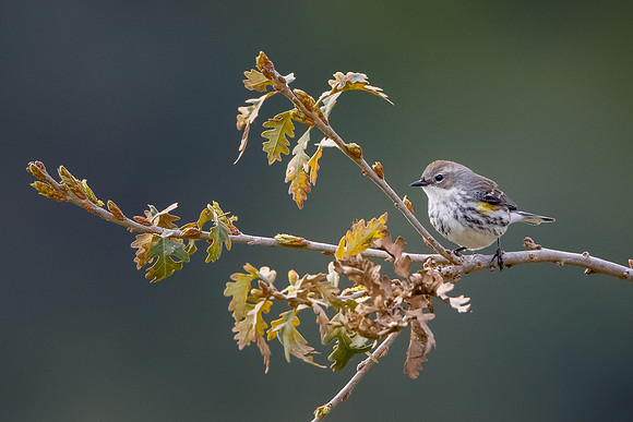 Yellow-rumped Warbler