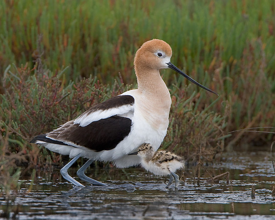 American Avocet, parent and chick