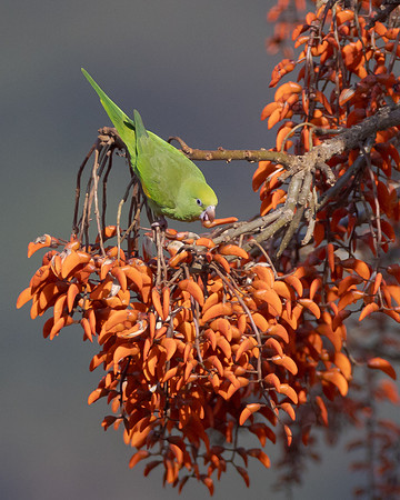 Plain Parakeet