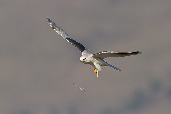 White-tailed Kite, dropping nest material