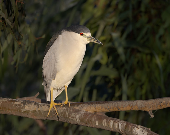 Black-crowned Night Heron