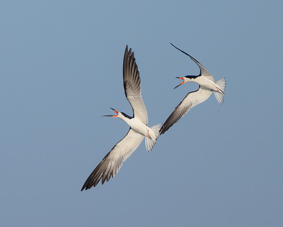 Black Skimmers