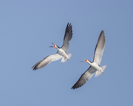 Black Skimmers