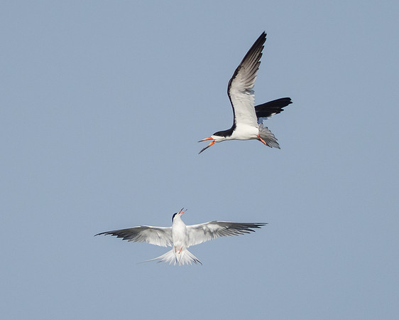 Forster's Tern chasing Black Skimmer