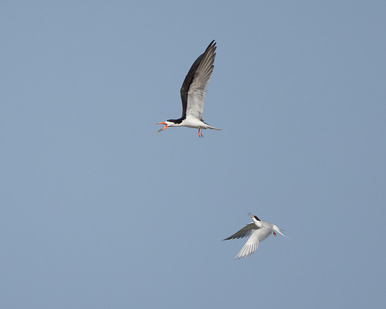 Forster's Tern chasing Black Skimmer
