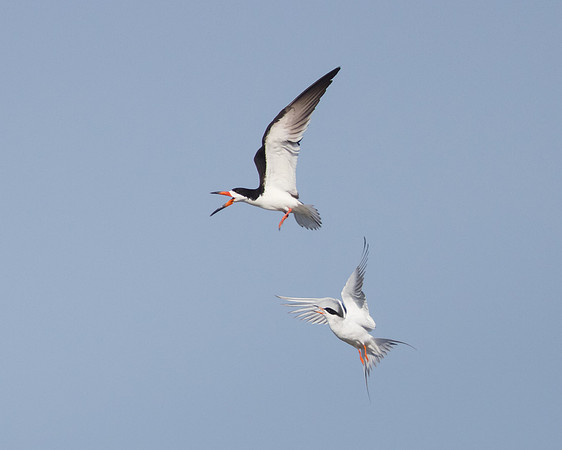Forster's Tern chasing Black Skimmer