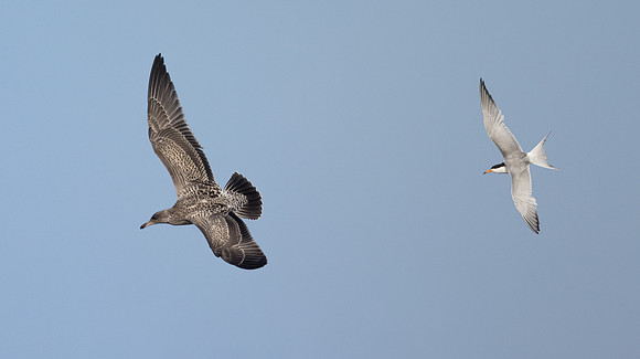 Forster's Tern chasing California Gull