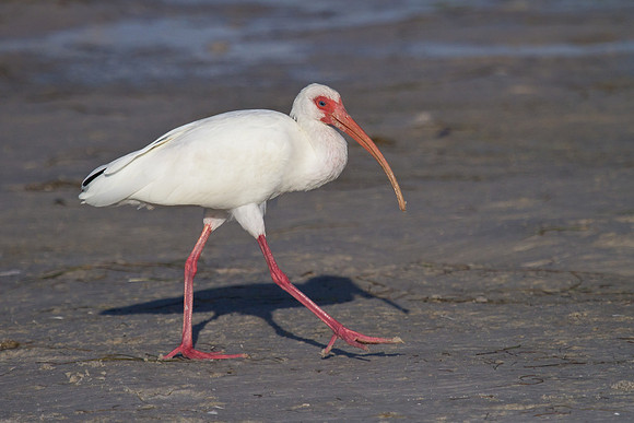 White Ibis