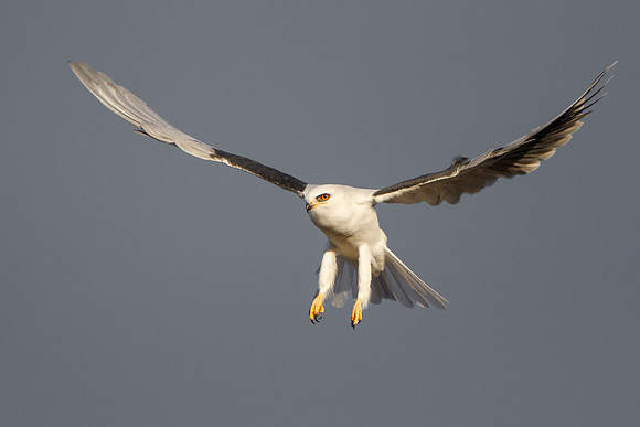 White-tailed Kite