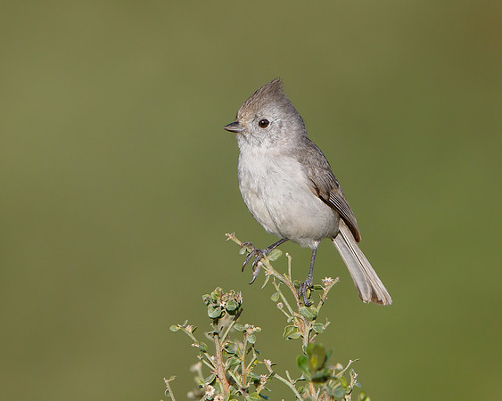 Oak Titmouse