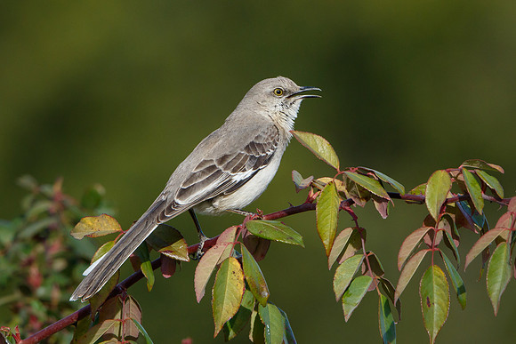 Northern Mockingbird