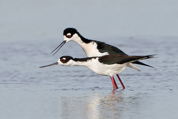 Black-necked Stilts, prior to mating