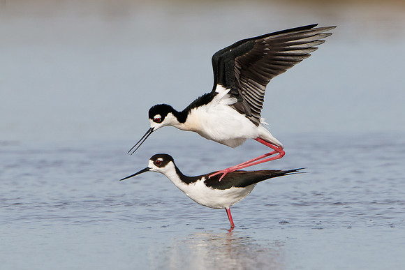 Black-necked Stilts, mating