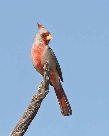 Pyrrhuloxia
