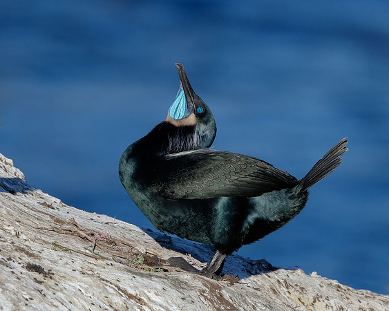 Brandt's Cormorant