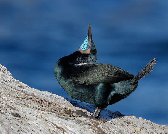 Brandt's Cormorant