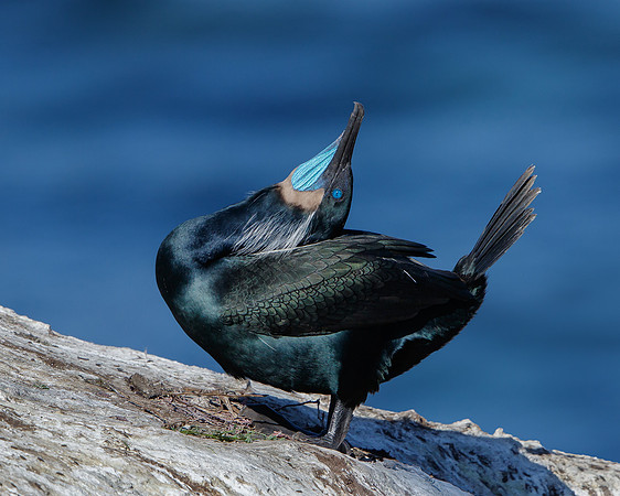 Brandt's Cormorant