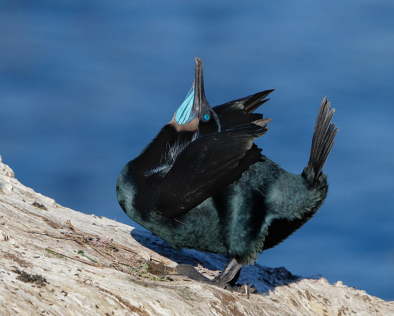 Brandt's Cormorant, courtship display