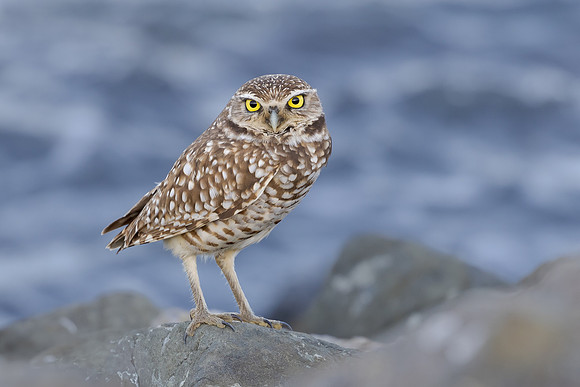 Burrowing Owl