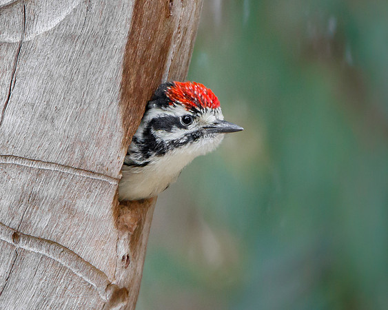 Nuttall's Woodpecker, nestling