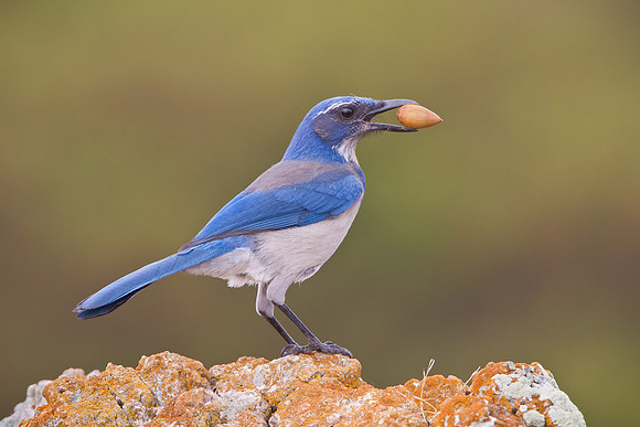 California Scrub-Jay, collecting acorn for winter stash