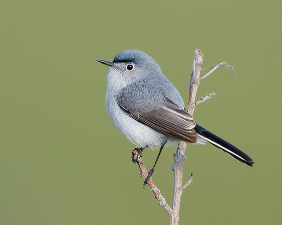 Blue-gray Gnatcatcher