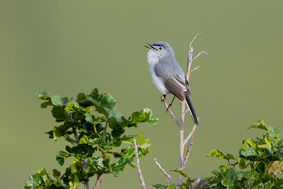 Blue-gray Gnatcatcher