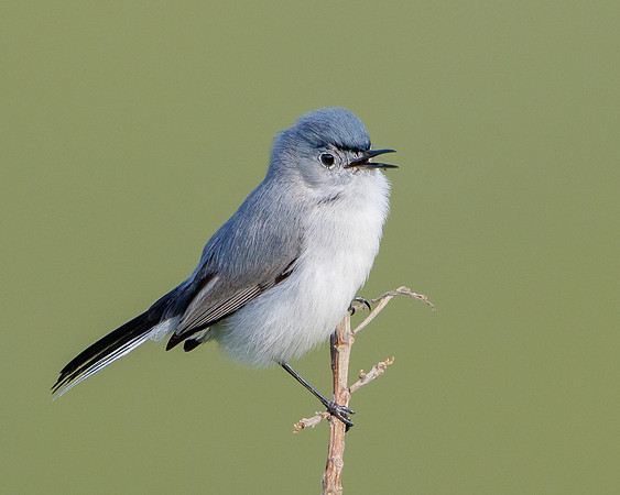 Blue-gray Gnatcatcher