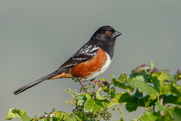 Spotted Towhee