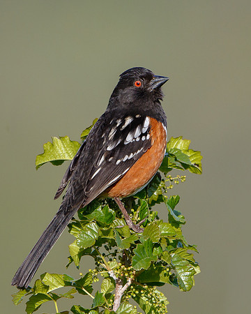 Spotted Towhee