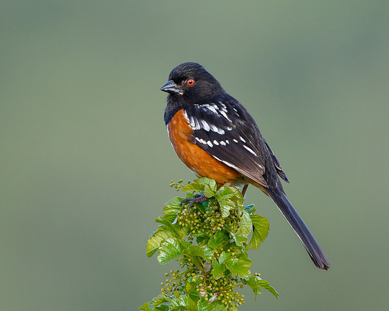 Spotted Towhee