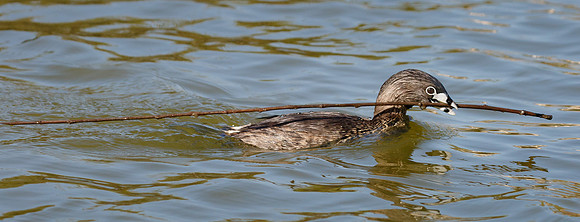 Pied-billed Grebe, with nest material