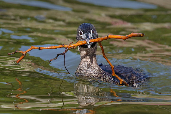 Pied-billed Grebe, with nest material