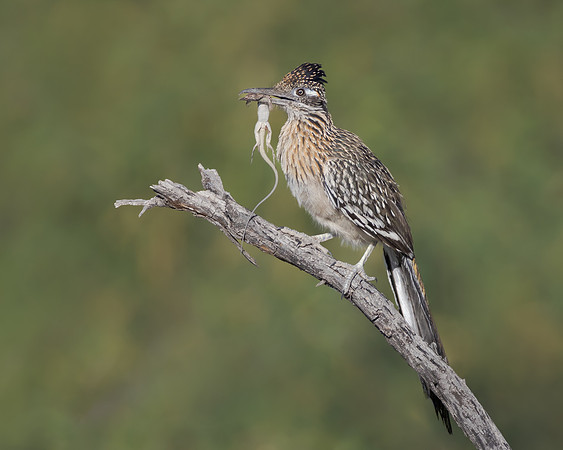 Greater Roadrunner, with lizard