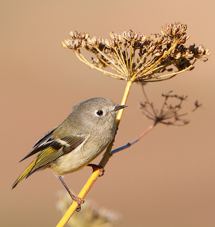Ruby-crowned Kinglet