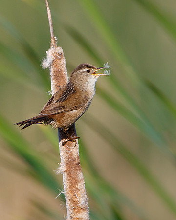 Marsh Wren, collecting nest material