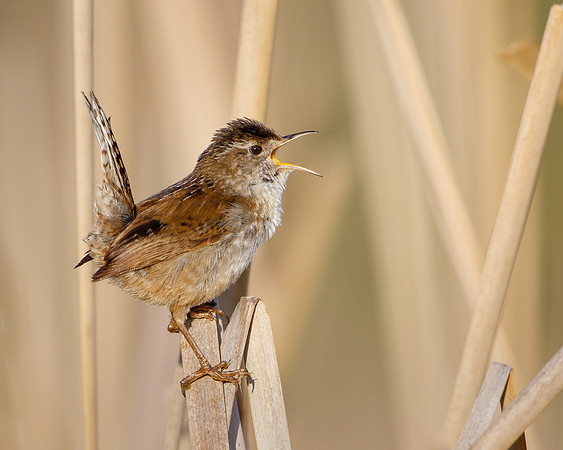 Marsh Wren