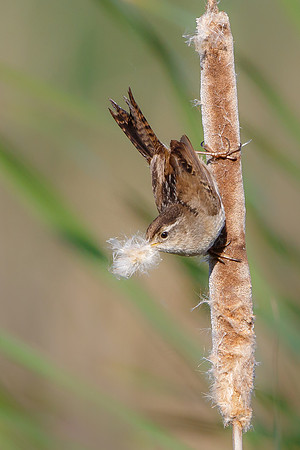 Marsh Wren, collecting nest material