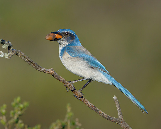 California Scrub-jay