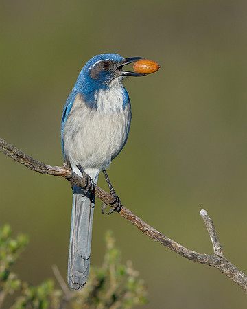 California Scrub-jay