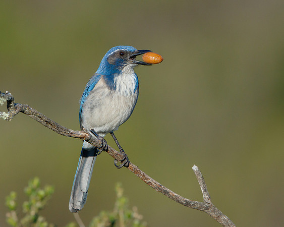 California Scrub-jay