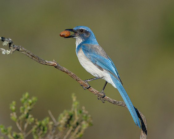 California Scrub-jay