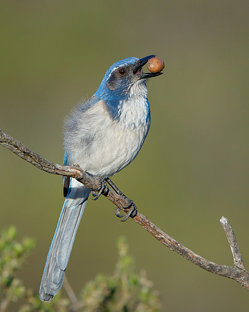 California Scrub-jay
