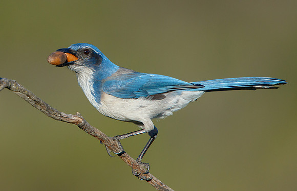 California Scrub-jay