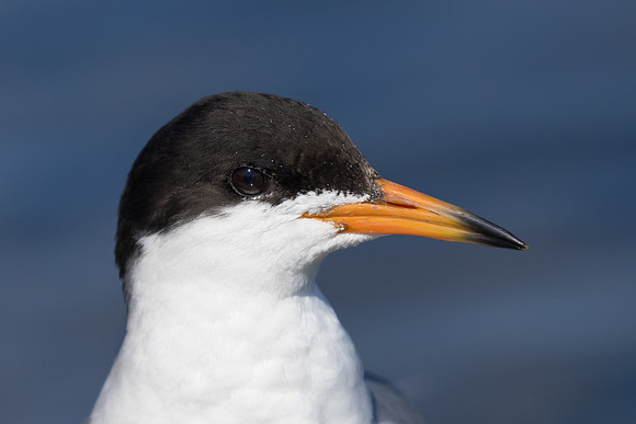 Forster's Tern