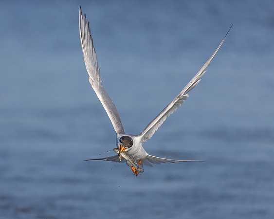 Forster's Tern