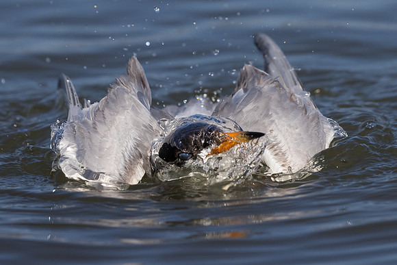 Forster's Tern, bathing
