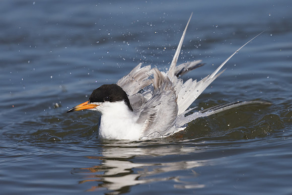 Forster's Tern, bathing
