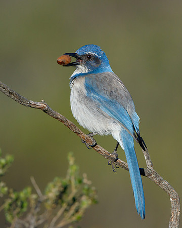 California Scrub-jay with acorn